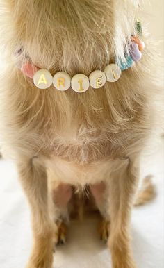 a small dog is wearing a name bracelet