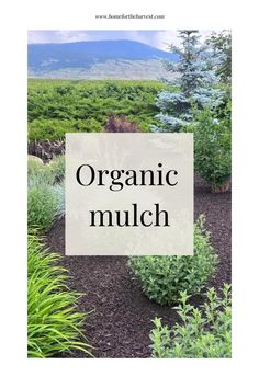 an organic mulch is in the middle of a garden