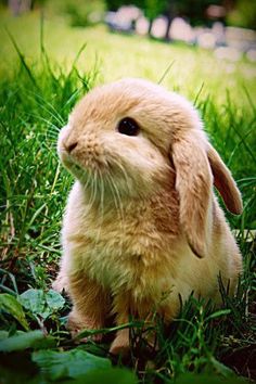 a rabbit sitting in the grass with a quote on it's front page that says,