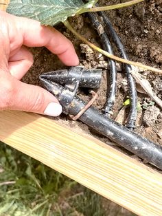 a hand is holding an electrical wire and plugged in to the ground next to a plant
