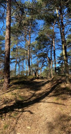 a dirt path in the woods with lots of trees on both sides and blue sky above