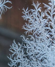 frosted glass with small leaves on it