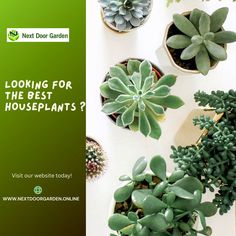 In search of the best houseplants? Visit our website today to select for your garden collections! 🪴🪴 To know more, reach out to us @ 🌐www.nextdoorgarden.online ☎️+61 423 092 354 📧 nxtdoorgarden@gmail.com #nextdoorgarden #houseplant #garden #hangingplants #gardentips #gardenlife #iloveplant #instaplant #freeshipping #plant #gardening #nature #neighborhood #flower #environtmental #sharing #lovegardening #gardeningismytherapy