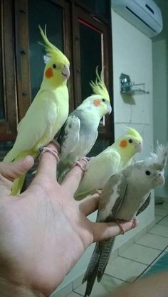 a person holding five birds in their hand