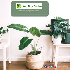 Are you ready to bring a plant or two into your home? Scroll down our website now. We're confident you won't be disappointed. To know more, reach out to us @ 🌐www.nextdoorgarden.online ☎️+61 423 092 354 📧 nxtdoorgarden@gmail.com #nextdoorgarden #houseplant #garden #hangingplants #gardentips #gardenlife #iloveplant #instaplant #freeshipping #plant #gardening #nature #neighborhood #flower #environtmental #sharing #lovegardening #gardeningismytherapy