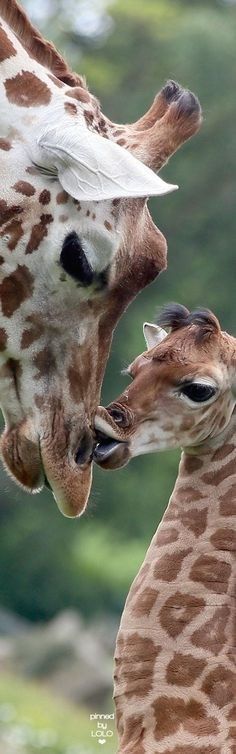 Labrador, Cute Pictures, Giraffe, Fotografie, Animaux, Zebra