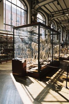 an exhibit case with skeletons in it on display