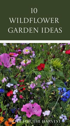 colorful flowers with the title 10 wildflower garden ideas
