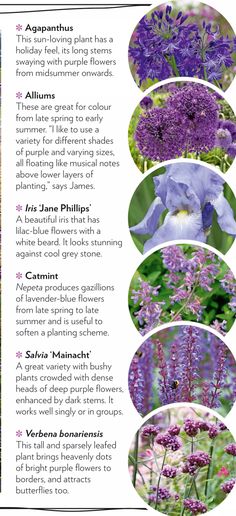 purple flowers are featured in this brochure with the names and pictures below them