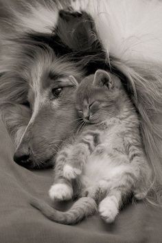 a black and white photo of a dog and cat sleeping on top of each other