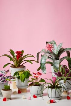 several potted plants on a table against a pink background with small hearts around them