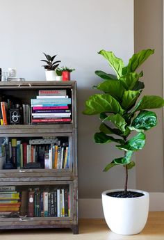 a potted plant sitting next to a book shelf