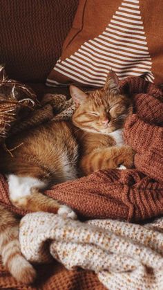 an orange and white cat sleeping on top of a bed covered in blankets next to pillows