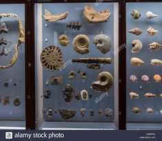 display case with shells and other sea life in glass cases on the wall, including seashells