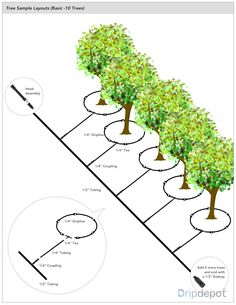 a diagram showing the different stages of trees