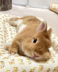 a brown and white rabbit laying on top of a bed