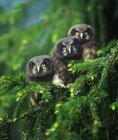 Wildlife-Photography-Collection-vol1-three-owls Pitbull, Husky, Otters, Cane Corso, Bear, Pet Birds, Hoot Owl