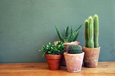 three potted plants sitting on top of a wooden table next to a green wall