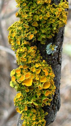 yellow moss growing on the side of a tree