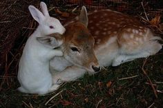 two baby deer laying next to each other on the ground
