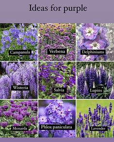 purple flowers with the names of them in english and spanish, which include lavenders