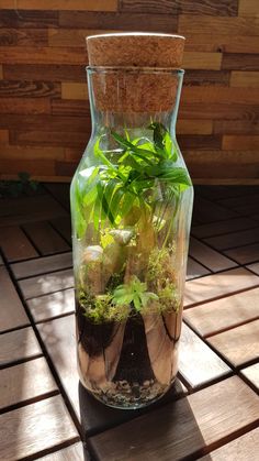 a glass jar filled with plants on top of a wooden table