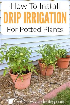 three potted plants with the words how to install drip irrigation for potted plants