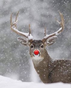 Natal, Deer, Christmas, Noel, Merry, Cute Animals, Xmas