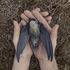 a person holding a bird in their hands on the ground with dry grass and weeds