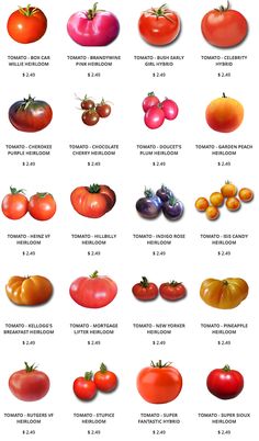 a bunch of different types of tomatoes on a white background with the names of them