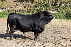 a black bull with horns standing in the dirt