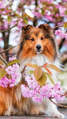 a collie dog sitting in the middle of some pink flowers on a tree branch