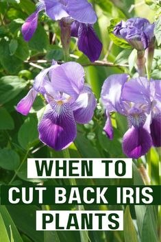 purple flowers with the words when to cut back iris plants
