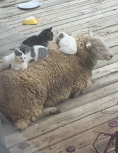 three cats are sitting on top of a sheep's wool while another cat sits in the back