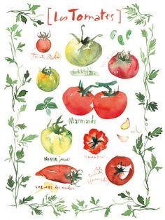 a watercolor painting of tomatoes and other vegetables with the words tomato written on them