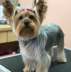 Doodle, Yorkshire Terriers, Yorkie Haircuts, Yorkie Hairstyles, Dog Haircuts, Puppy Haircut, Puppy Cut, Yorkie Hair, Yorkie Poo Haircut