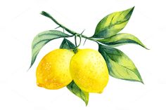 Watercolor lemon branch by elyaka on Creative Market Flowers, Inspo