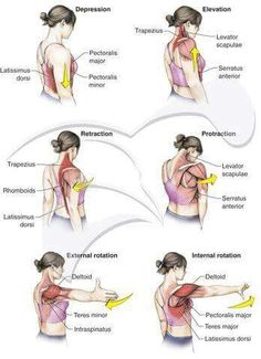 a woman's shoulder and arm muscles are shown in this diagram, with the corresponding parts