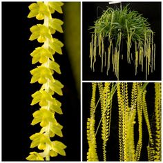 Orchid: Dendrochilum filiforme - Each pendant floral-spike contains 50+ small, yellow flowers in two straight rows. The tiny flowers emit an odor similar to overripe fruit which makes them popular for pollination by small fruit-eating flies. Gardens, Plants, Secret Garden, Botanical Gardens, Tropical