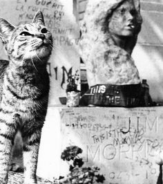 (♥) Cat at Jim Morrisons Grave. Chat, Cat Photo, Gatos, Cats, Cat Lovers, Fotografia, Cool Cats, Feline, Vintage Cat