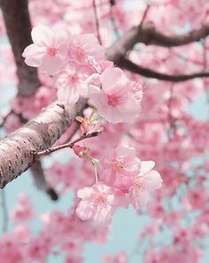Cherry Blossom Wallpaper, Blossom Trees, Cherry Blossom Tree, Spring Blossom, Blossom Flower