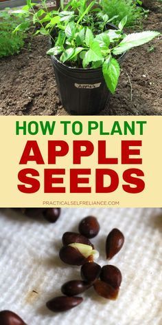 an image of how to plant apple seeds in the garden with text overlay that reads, how to plant apple seeds