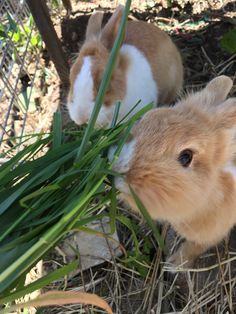 two brown and white rabbits eating green grass
