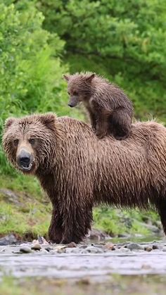 Bears, Funny Animal Videos, Brown Bear, Cute Animal Videos, Cute Wild Animals, Bear Pictures