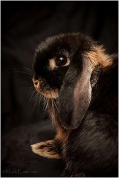 a black and brown rabbit with long ears