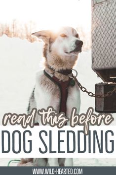 facts about dog sledding Colorado, Dog Quotes, Dogs, Alaska, Reading, Canada, Nature, Winter, Dog