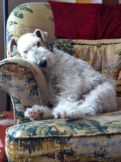 a small white dog sitting on top of a chair