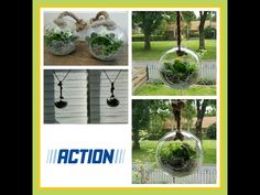 several photos of hanging plants in glass balls