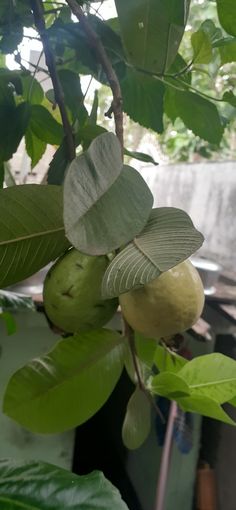 the fruit is growing on the tree outside