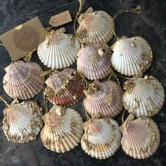 several seashells are arranged on a table with a tag hanging from the top